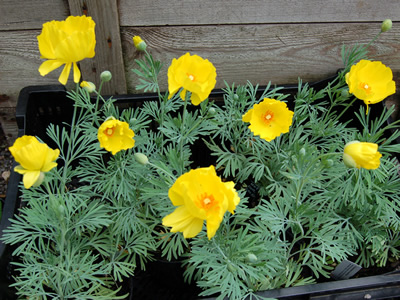 Hunnemannia fumariifolia - medium image 2