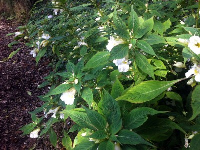 Impatiens arguta Alba - medium image 2