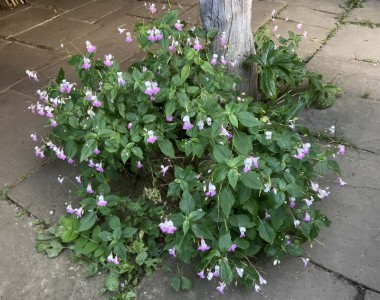 Impatiens balfourii - medium image 2