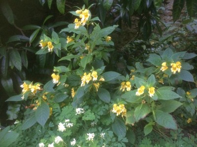 Impatiens scabrida - medium image 2
