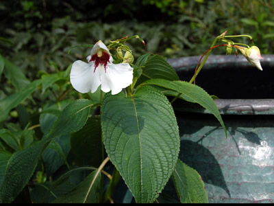 Impatiens tinctoria - medium image 2