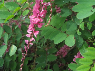 Indigofera howellii AGM - medium image 2
