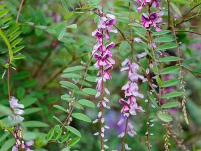 Indigofera pendula - medium image 2