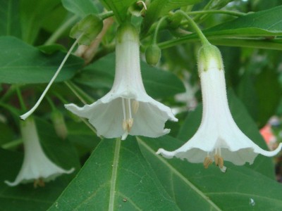 Iochroma australe white - medium image 2