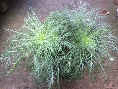 Ipomopsis rubra - medium image 2