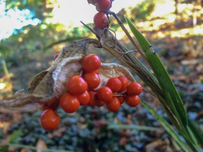 Iris foetidissima AGM - medium image 2
