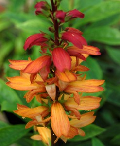 Isoplexis canariensis - medium image 2