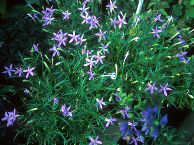 Isotoma axillaris - medium image 2