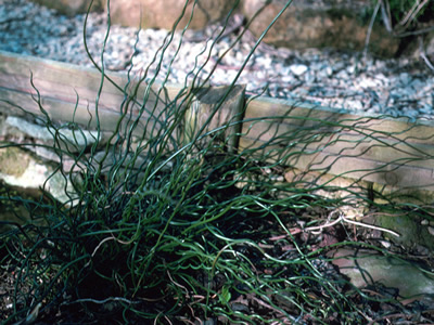 Juncus effusus 'Spiralis' - medium image 2