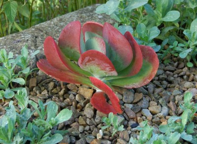 Kalanchoe 'Bronze Sculpture' - medium image 2