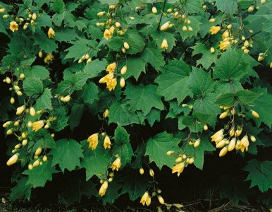 Kirengeshoma palmata AGM - medium image 2