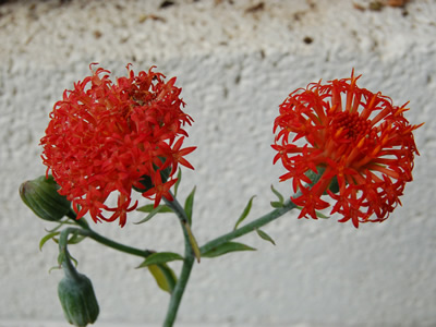 Kleinia grantii - medium image 2