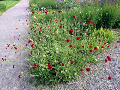 Knautia macedonica - medium image 2