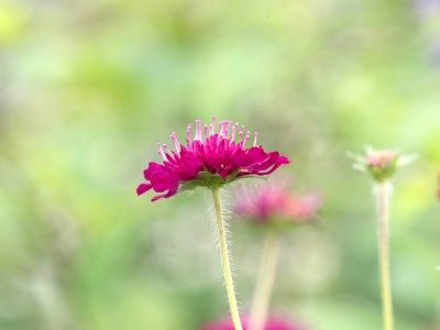 Knautia macedonica 'Mars Midget' - medium image 2