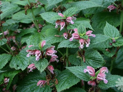 Lamium orvala - medium image 2