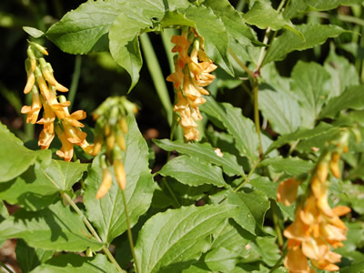 Lathyrus aureus - medium image 2