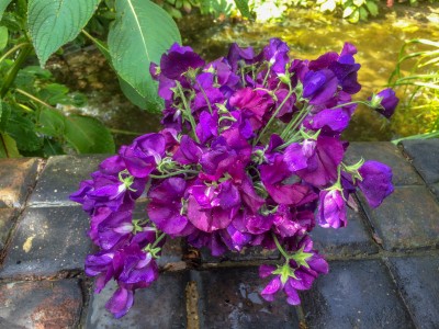 Lathyrus odoratus 'Blue Velvet' - medium image 2