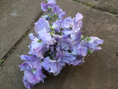 Lathyrus odoratus 'Just Julia' - medium image 2