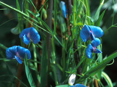 Lathyrus sativus - medium image 2