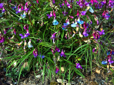 Lathyrus vernus filicifolius - medium image 2