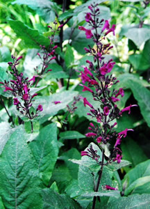 Lepechinia hastata - medium image 2