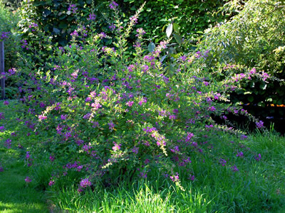 Lespedeza thunbergii - medium image 2