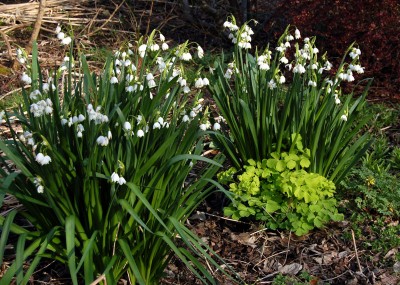 Leucojum 'Gravetye Giant' AGM - medium image 2