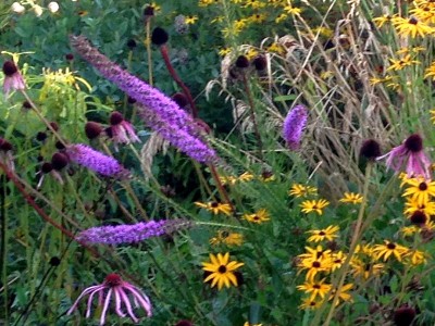 Liatris pycnostachya - medium image 2