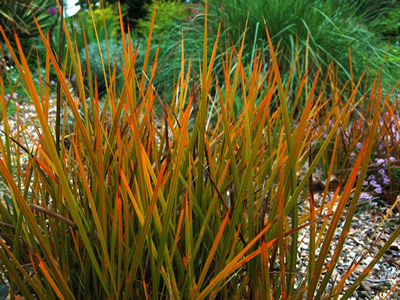 Libertia peregrinans - medium image 2