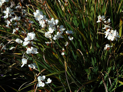 Libertia procera - medium image 2