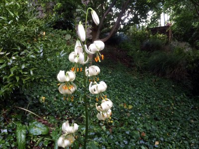 Lilium martagon var. album AGM - medium image 2