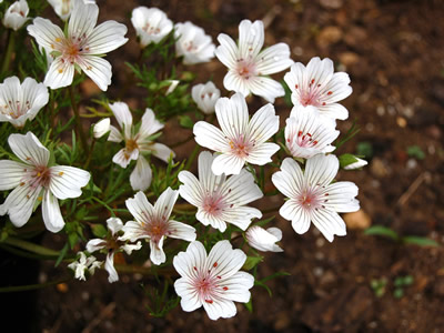 Limnanthes douglasii rosea - medium image 2