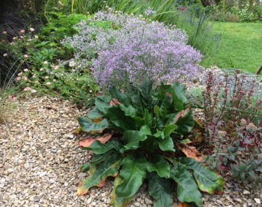 Limonium latifolium - medium image 2