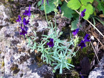 Linaria aeruginea 'Lindeza Violet' - medium image 2