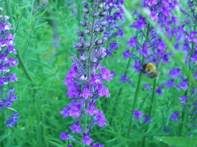 Linaria purpurea - medium image 2