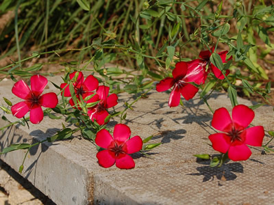 Linum grandiflorum 'Rubrum' - medium image 2