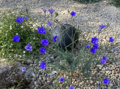 Linum narbonense - medium image 2