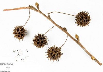 Liquidamber styraciflua - medium image 2