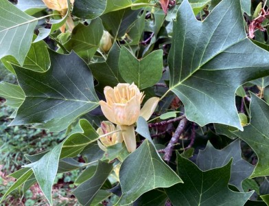 Liriodendon tulipifera - medium image 2