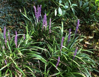 Liriope muscari AGM - medium image 2