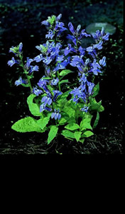 Lobelia siphilitica - medium image 2