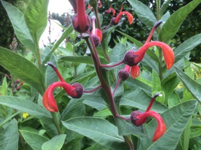 Lobelia tupa - medium image 2