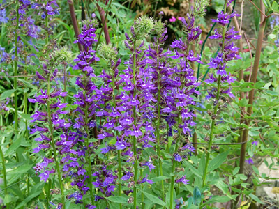 Lobelia x speciosa 'Vedrariensis' - medium image 2