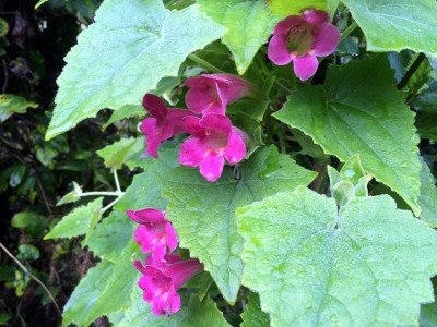 Lophospermum erubescens AGM - medium image 2