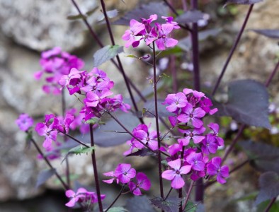 Lunaria annua 'Chedglow' - medium image 2