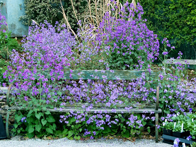 Lunaria annua 'Corfu Blue' - medium image 2