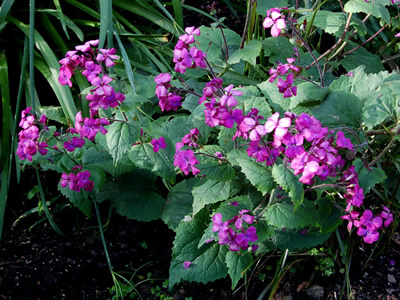 Lunaria annua 'Munstead Purple' - medium image 2