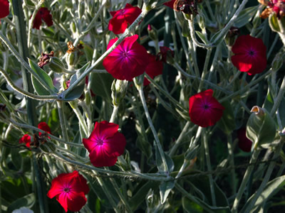 Lychnis coronaria 'Blood Red' - medium image 2