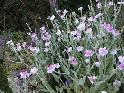 Lychnis coronaria 'Oculata' - medium image 2