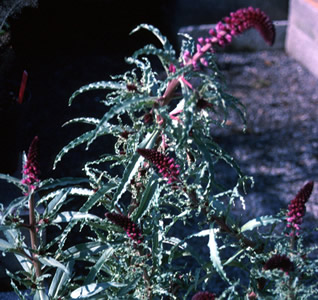 Lysimachia atropurpurea - medium image 2